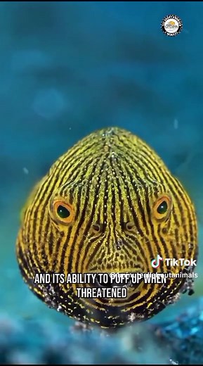Understanding Puffer Fish: The Ocean's Deadliest Species