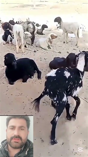 Weak Goat 😱🐐 #weak #goat #village #fyp