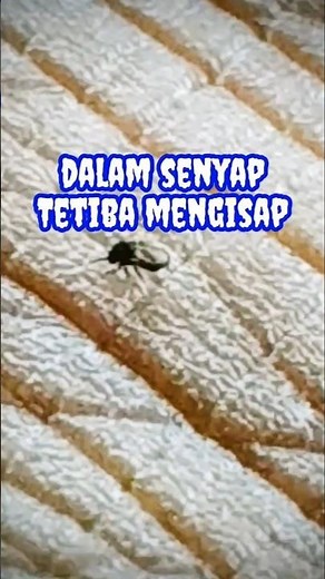 Hewan Agas (Rengit): Bahaya Gigitan Serangga Kecil | The Hidden Dangers of Biting Midges, No-See-Ums