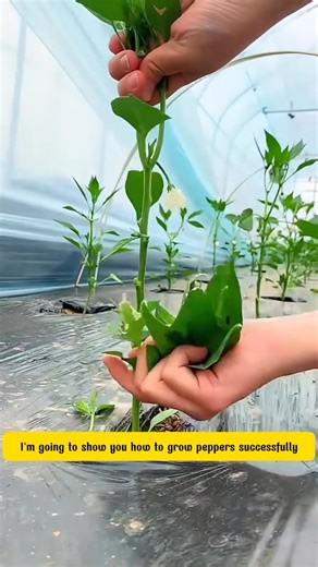 Useful tips for growing peppers #cra6pu #reelsus #viral2025 #peppers #tipsforgarden #Reels,#FacebookReels, #Trending, #Explore, #Entertainment, #DIY, #Funny, #LifeHacks, #ForYouOnFacebook, #WatchThis, #MustSee, #ForYou, #ReelsDaily, #Viral | Jack Denton