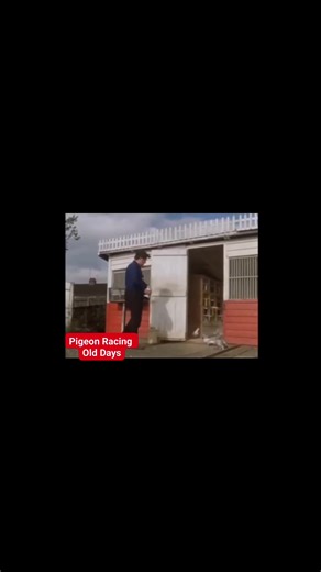 Another,Pigeon Racing Old Days. #oldmemories #olddayspigeonracing #followlikesharesupportformore | Jay-ar Villarosa
