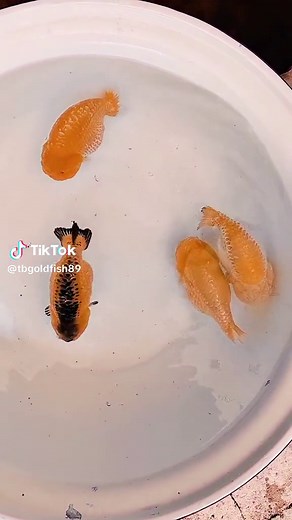 Khách thích màu xanh có đủ màu xanh luôn kkk #tbgoldfish #goldfish #ranchugoldfish #relax