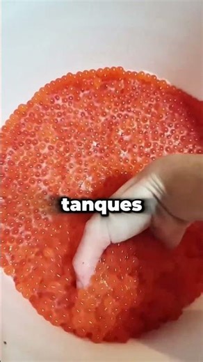 The reason for extracting salmon roe