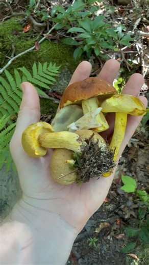 54K views · 1.3K reactions | Come along with me as I take a walk in the woods of Massachusetts and talk about the mushrooms I find. . . . #mushroomwalk #mushroomeducation #Massachusetts #foraging #NatureWalks | Fascinated By Fungi | Facebook
