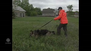 The search for Shafiq Visram in 1994