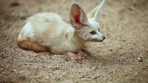 Metro by T-Mobile TV Spot, 'Foxes: LG Stylo 4' Song by Usher