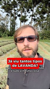 15K views · 966 reactions | Existem centenas de variedades de lavanda, incluindo a Lavandula angustifolia, a Lavandula stoechas, a Lavandula dentata, a Lavandula x intermedia, entre outras. | Julio Cesar Luchmann | Facebook