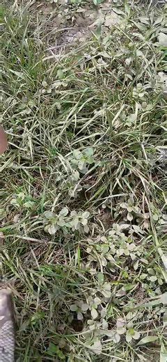 Pesca de sabalos en el río areco con caña y lombrices, nunca antes visto de los 25 años que pesco. | Pesca Doblel