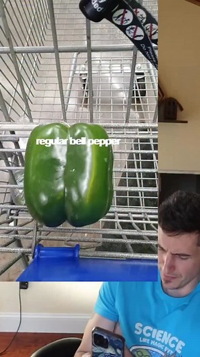 849K views · 29K reactions | Years of selective breeding and smart people doing smart shit means we get more food, YAY! | Liam Layton | Facebook