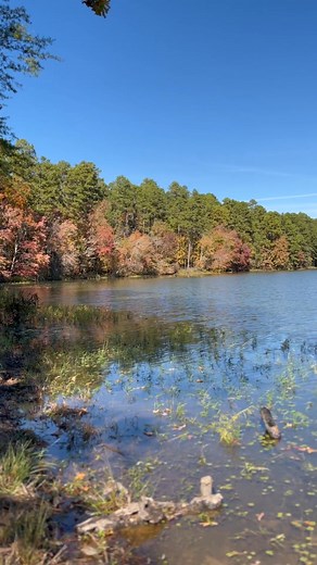Spring Lake Shoreline | Arkansas Outdoors