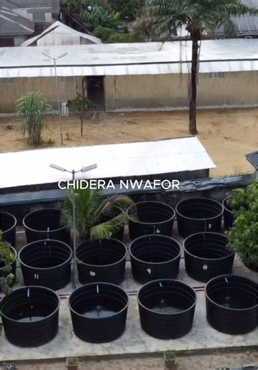 Building a Millionaire Fish Farming and Feed Milling Business in Nigeria