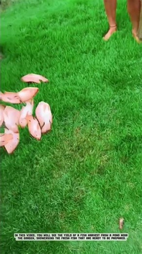 Tilapia Farming Innovation: The Key to a Bountiful Harvest #farm #satisfying