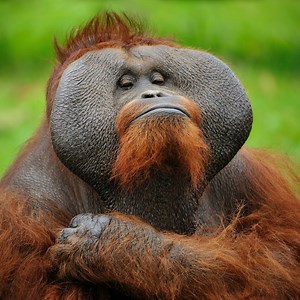 How to Be More Assertive - Mindtools