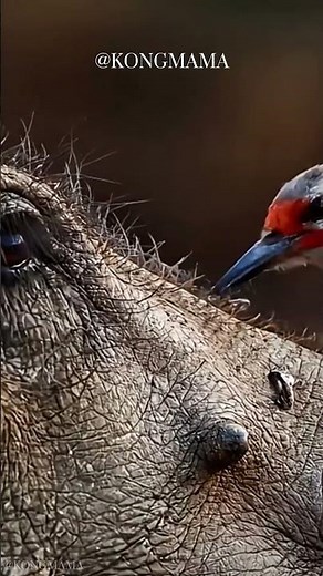 Gentle Guardians: Oxpecker and Rhino’s Quiet Teamwork #wildlife #mutualism