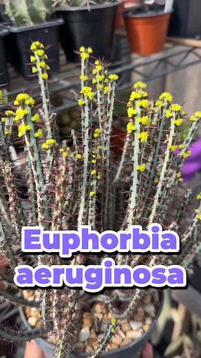 De mis favoritas - Euphorbia aeruginosa 🔥 Su flor me encanta! 😊 es tan pequeña pero tan definida y hermosa, y ese color no se diga!!! Aunque mucha gente la confunde con un cactus por sus espinas y forma, ¡no es un cactus! #euphorbia #euphorbiaaeruginosa #euphorbiacollection #mundocactucero #cactucero | Mundo cactucero