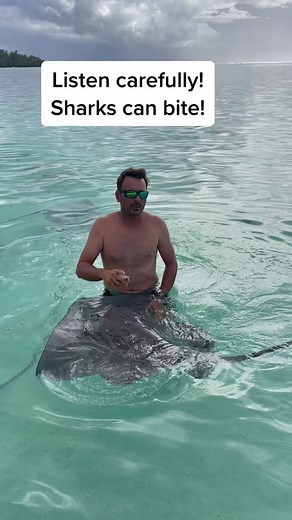 Snorkel with sharks and rays! #moorea #frenchpolynesia #sharksandrays #snorkeling #travelwithsiumai