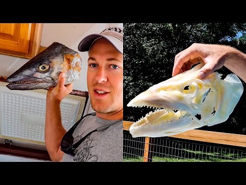 How To Make a Kingfish Skull Mount (60 Pound Monster King!)