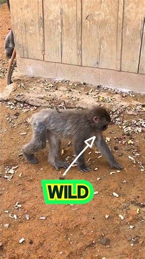 Flying to Japan JUST to See Wild Monkeys | The Ultimate Itinerary