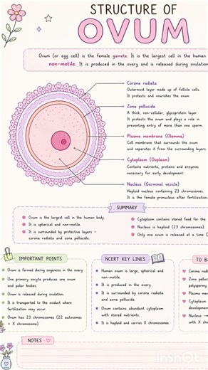 “Human Reproduction — Ovum Structure simplified 🤍”