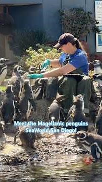 🐧 Meet the Magellanic penguins at SeaWorld San Diego!