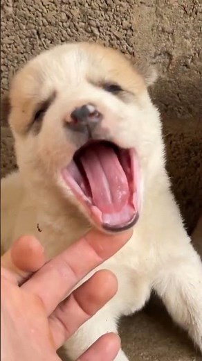 Sleepy Puppy Yawns… Cutest Moment Ever 🐶😴💖.#sleepypuppy #cutepuppy #puppyyawn #adorable #puppylife