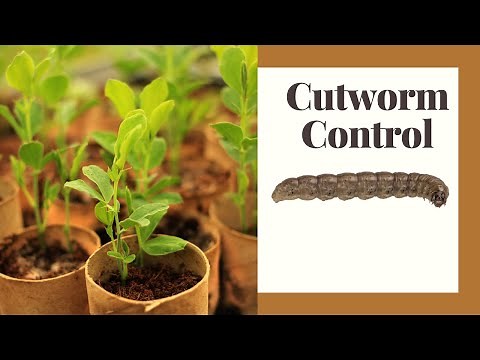 Cutworms: Natural Ways To Get Rid of Them