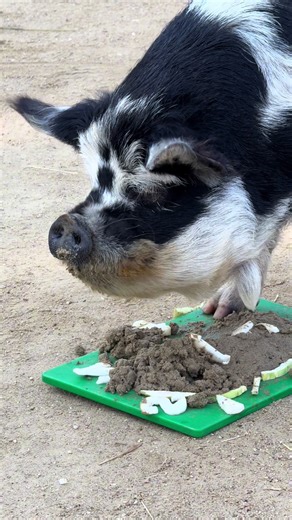 With the world focusing on the Bay Area, site of this year’s Big Game, SF Zoo animals made their predictions this week! After a coin toss to see which KuneKune pig (Amaia or Hana) would make the official pig pick, Amaia won out, and as you will see, her pick generated great excitement among staff! And don’t worry, Hana did not miss out - she got in on the action as well! #sfzoo #superbowl #pig