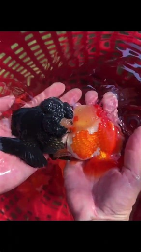 I saw a very famous blogger who went to a fishing ground in Thailand to pick fish! #goldfish #koi