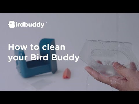 How-To: Wash Your Feeder – Bird Buddy Tutorial