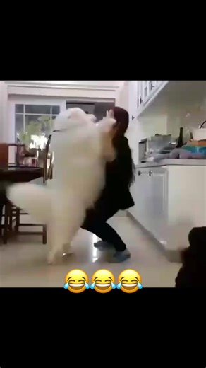 😂😅 #animals #dog #cute #funny #doglover #funnyvideos #fyp #viral #bear