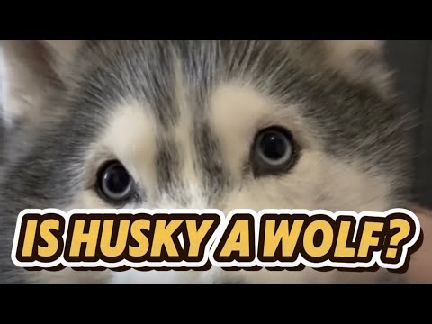 Husky vs Wolf: People Think They’re the Same… They’re Not 🐺