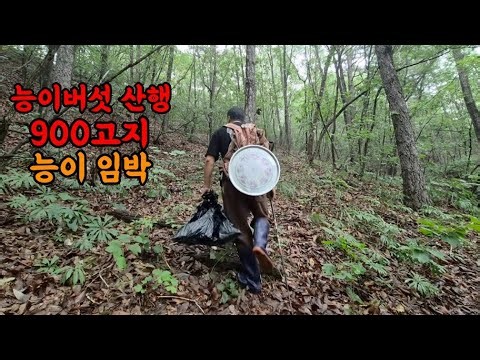 Mushroom Hunting at 900m Elevation: Carrying My Bag for Neungi Mushrooms