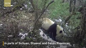 11 reactions | China's Giant Panda National Park's population of pandas and other rare wild animals has grown since it officially opened in October last year. Check out the video to see the adorable pandas and wildlife. #nature #china #nationalparks #panda | CGTN Nature | Facebook