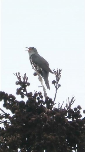 ホトトギスの鳴き声（さえずり）