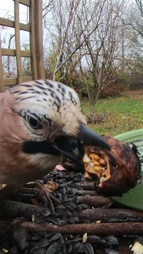 Eurasian jay cleaning walnuts #birds #wildlife #nature #jay #smartbirds #garden