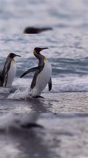 11K views · 72 reactions | Coming soon My new exhibition is all about penguins  Opens this Saturday | Robert E Fuller | Facebook