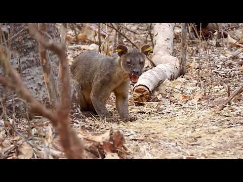 Fossa: Largest predator of Madagascar at Ankoatsifaka