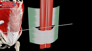 55 reactions · 25 shares | Make Musculoskeletal Anatomy & Kinesiology Easier to Learn, Understand & Remember. | Muscle and Motion | Facebook