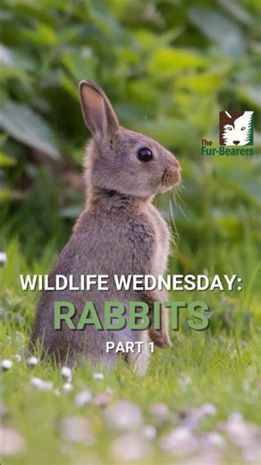 #WildlifeWednesday: Rabbits Video 1