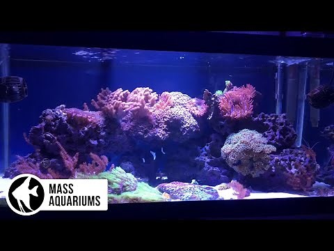 40 Gallon Mixed Reef: 5 YEARS/ NO SUMP NO SKIMMER.
