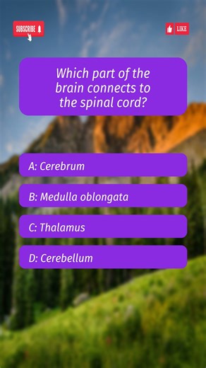 Do You Know Which Part of the Brain Connects to the Spinal Cord? | Biology Trivia