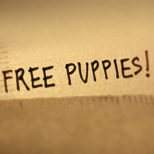 3.6K views · 268 reactions | Countless canines get a new lease on life! Watch the heartwarming film Free Puppies! tonight at 8P ET/PT on Documentary Showcase. https://www.scientology.tv/series/documentary-showcase/free-puppies/videos/trailer.html?utm_source=fb-DSfreePuppies&utm_medium=social&utm_id=fb&utm_content=DSfreePuppies #scientologytv #docshowcase #documentary | Scientology Network | Facebook