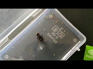 Dying Flesh fly releases live larvae that were living within it.