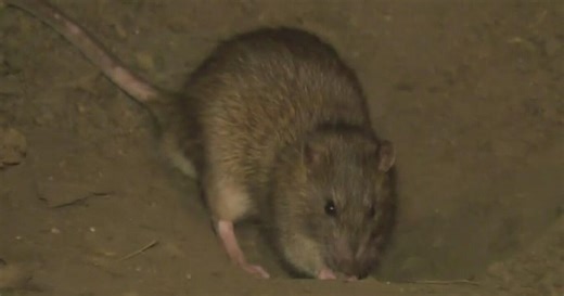 Rodents blamed for significant crop damage across California