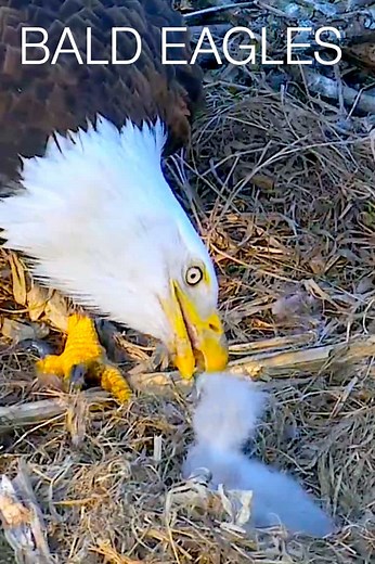 Channel Islands National Park Sauces Bald Eagle | Bald Eagles | Live Cams | Explore.org
