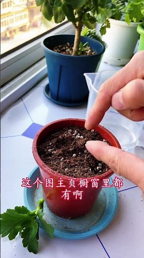How to Propagate Kalanchoe Plants from Cuttings