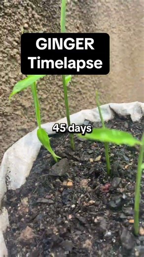 Ginger growth timelapse #diygardening #gardening #trucrest #gardeninghacks #plants