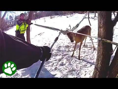 Officers Rescue Trapped Deer From Hammock