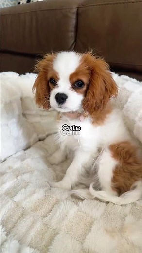 Best Dog Breeds for Small Apartments