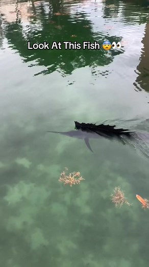 Sailfish: The Ocean's Fastest Fish (68 MPH!)